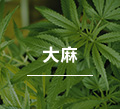 大麻