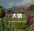 大烟