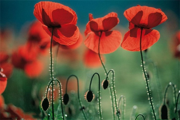 94cad1c8a786c9172fe7062bc33d70cf3bc7573f.jpg
