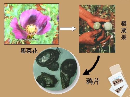 吸食大烟会对身体产生的几大危害